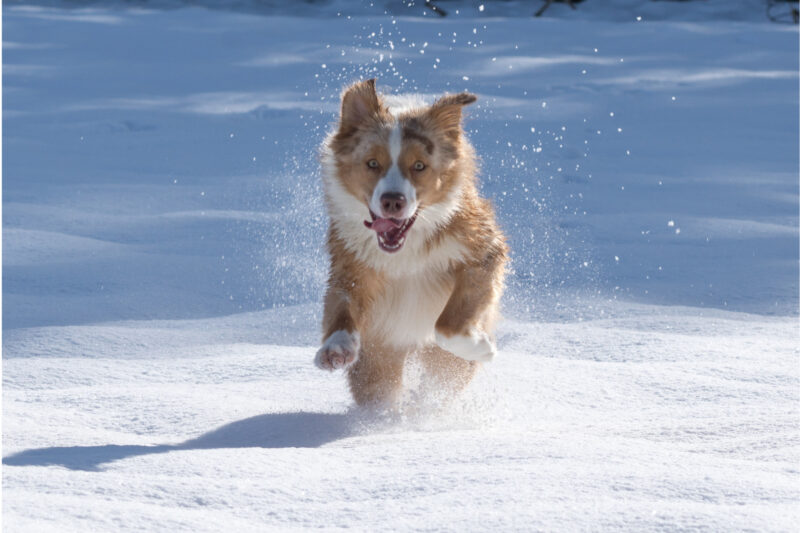 Urlaub mit Hund Urlaub mit Hund