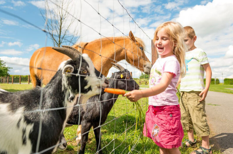 2560 Streichelzoo c Waldviertel Tourismus 800x531