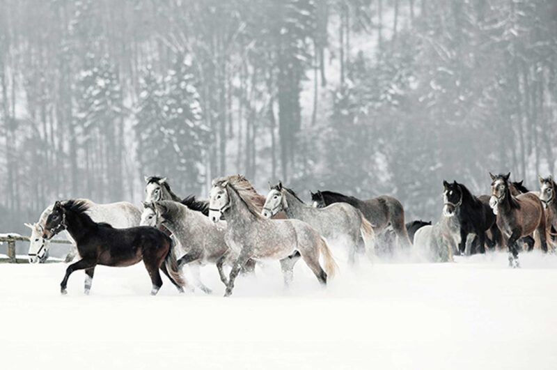 Winter c Rene van Bakel 1 2560x1700 800x531