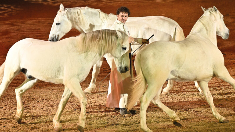 Pferdeshow 1535x860 1 800x448